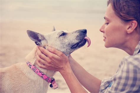 Adopt A Pet Pets Training And Boarding