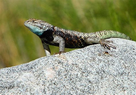 Sceloporus Magister Reptiles World