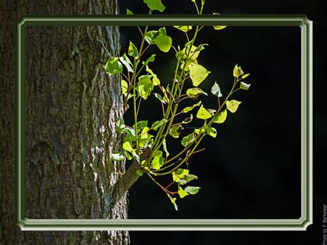 Free Images Tree Branch Leaf Flower Window Green Botany Flora