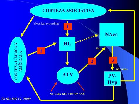 Ppt NeurobiologÍa De Las Adicciones Powerpoint Presentation Free Download Id 232229