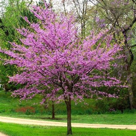 Kanadai J D Sfa Db Mag Cercis Canadensis