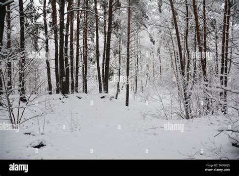 Snowy Winter Forest Background With Large Pine Trees Covered With Snow