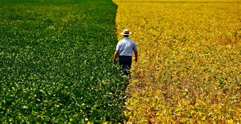 Qual A Import Ncia Da Agropecu Ria Para O Brasil Mundo Ecologia