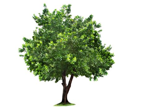 Tree Png Transparent Images Png All