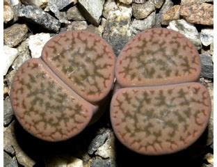 Lithops Plant Lithops Hookeri V Susannae C