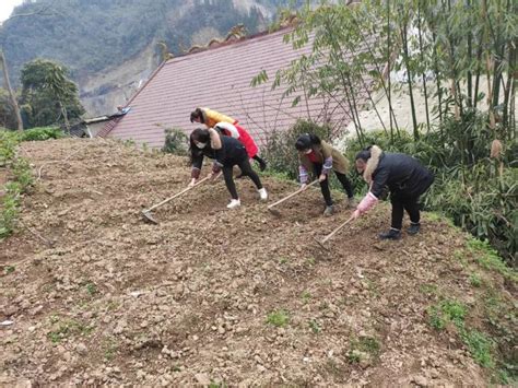 抗击疫情 巾帼行动 重庆城口鸡鸣巾帼防“疫”春耕两不误！ 澎湃号·政务 澎湃新闻 The Paper