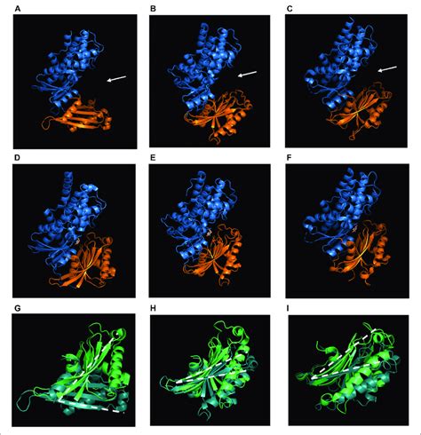 Structural Overview Of Hexokinases A D And G Human Hexokinase IV