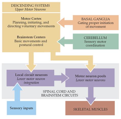 Diagram Depicting The Organization Of The Sensorimotor System 7