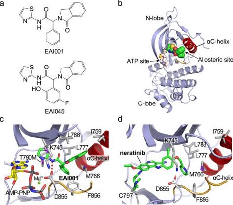 Allosteric Inhibitors For EGFR Driven Cancers An Alternative