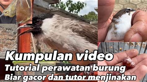 Kumpulan Video Perawatan Burung Biar Gacor Dan Tutorial Menjinakan