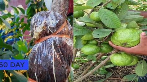 Guava Tree Air Layering Propagation With Coconeat YouTube