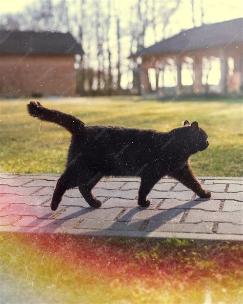 Black Cat Running Away