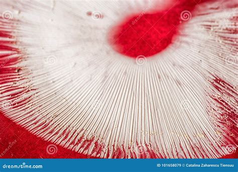 Closeup of Amanita Muscaria Spore Prints Stock Image - Image of spore, identification: 101658079