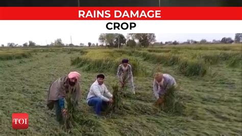 Punjab Unseasonal Rains Damage Wheat Crop In Gurdaspur Youtube