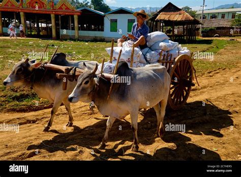 Rural Man Driving Wooden Cart With Hay On Dusty Road Drawn By Two White