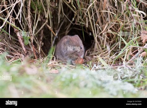 Field Vole Or Short Tailed Vole Microtus Agrestis In The Forest