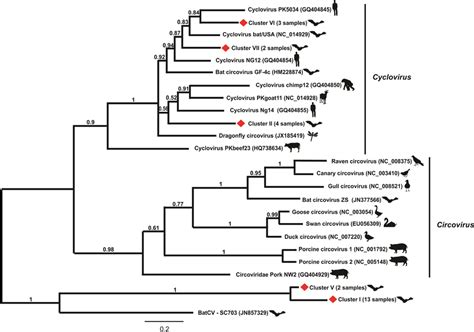 Phylogenetic Analysis Of Partial REP Protein Sequences Obtained From