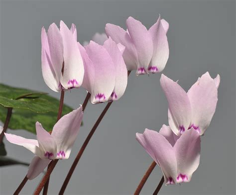 Cyclamen Libanoticum Close Up Photo Rogier Van Vugt Photos At