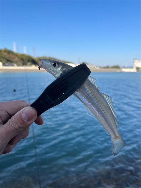 ちょい投げ 和歌山県 和歌山マリーナシティ ちょい投げ メバル 陸っぱり 釣り・魚釣り 釣果情報サイト カンパリ