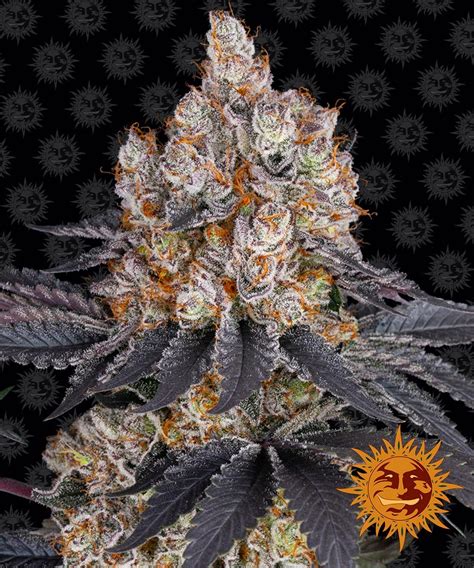 Gelato Strain Seeds | BARNEYS FARM USA