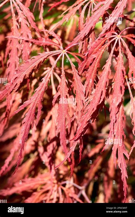 Acer Palmatum Inaba Shidare Banque De Photographies Et Dimages à Haute Résolution Alamy