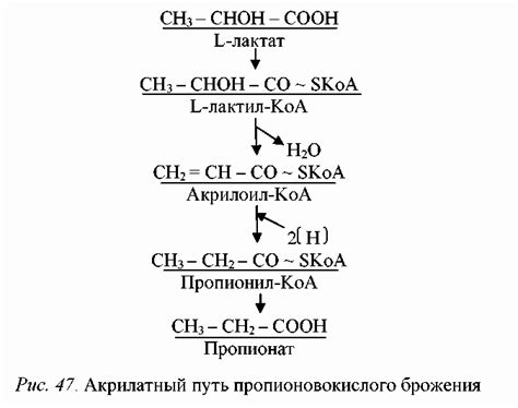 5. Пропионовокислое брожение; пути образования пропионовой кислоты у ...