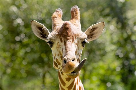 Giraffe Teeth Stock Photos, Pictures & Royalty-Free Images - iStock