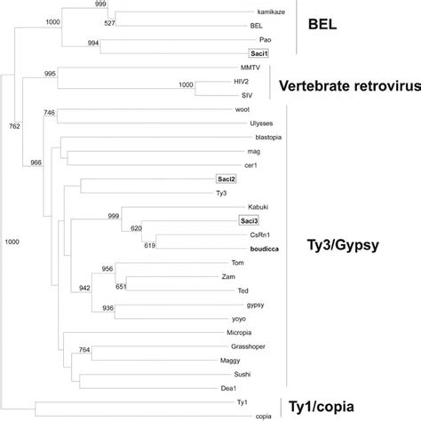 Phylogenetic Tree For The RT Domains Of LTR Retrotransposons The Tree