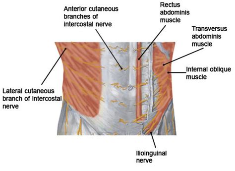 Abdominal Cutaneous Nerve Block Abdominal Cutaneous Nerve Entrapment