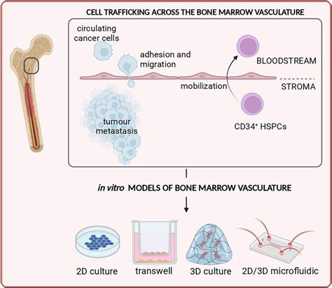 Bone Marrow Vasculature 2D And 3D In Vitro Models To Study Cell