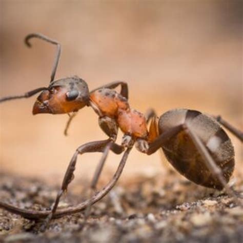 Šumski Mravi Formica Sp Štetnici Hr