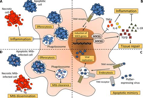 The Many Roles Of Apoptotic Cell Recognition And Phagocytosis In