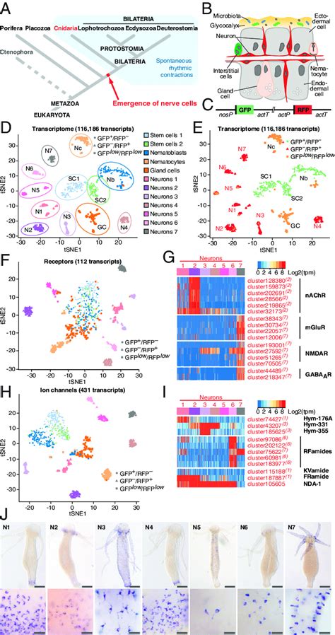 Single Cell Transcriptome Profiling Uncovers The Molecular Anatomy Of