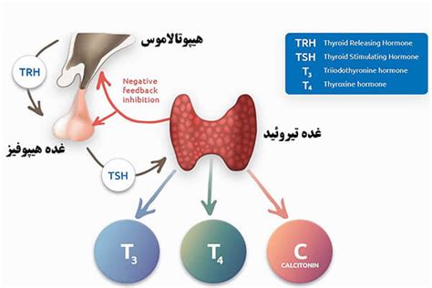 تیروئید چیست؟ عملکرد، بیماری ها، درمان ها سونوگرافی تیروئید موسسه