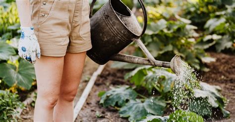 Qual é A Melhor Hora Para Regar Suas Plantas Casa Br