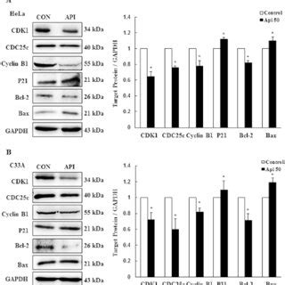 Effects Of Apigenin On The Pi K Akt Mtor Signaling Pathway In Cervical