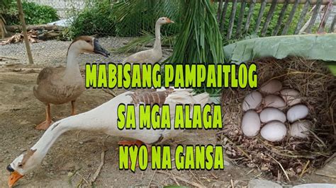 MABISANG PAMPAITLOG SA MGA ALAGA MO NA GANSA AT BIBE ANG DAMI NA