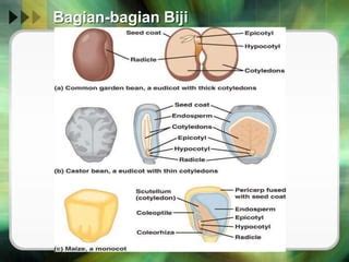 Struktur Biji dan Bagian-bagiannya | PPT