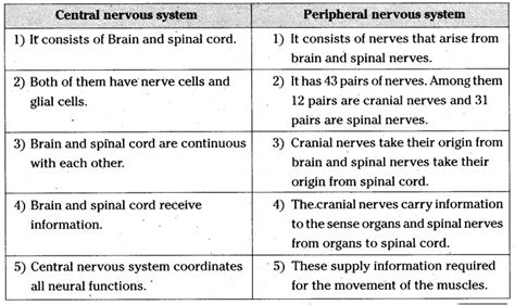 Difference Between CNS And PNS Science Control And Coordination