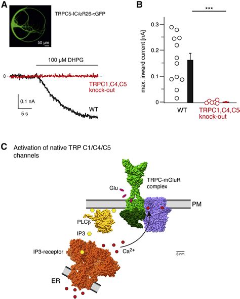 Subunit Composition Molecular Environment And Activation Of Native