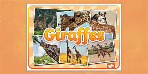 Giraffes Photo Display Poster L Enseignant A Fait Twinkl