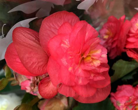 Begonia Elatior Group GardensOnline