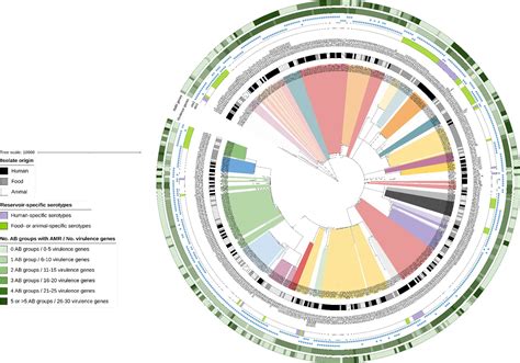 Frontiers Transforming Shiga Toxin Producing Escherichia Coli