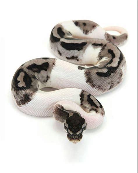 Python Reticulatus - Pitone Reticolato - Serpente | Ball python, Pet ...