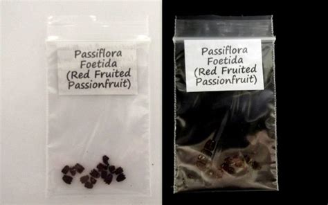 Red Fruit Passionfruit Passiflora Foetida Seeds | Fair Dinkum Seeds