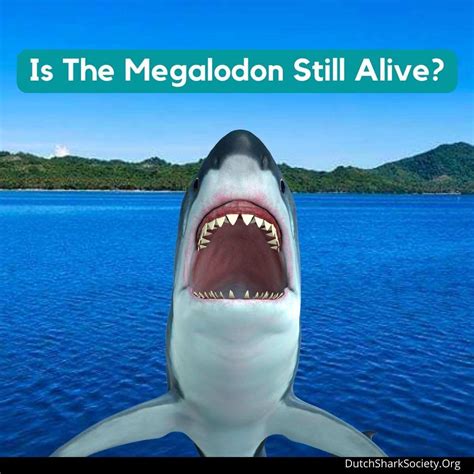 Is The Megalodon Still Alive? - Dutch Shark Society