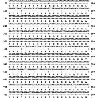 The Nucleotide Sequence Of Cdna And Deduced Amino Acid Sequence Of Cyn