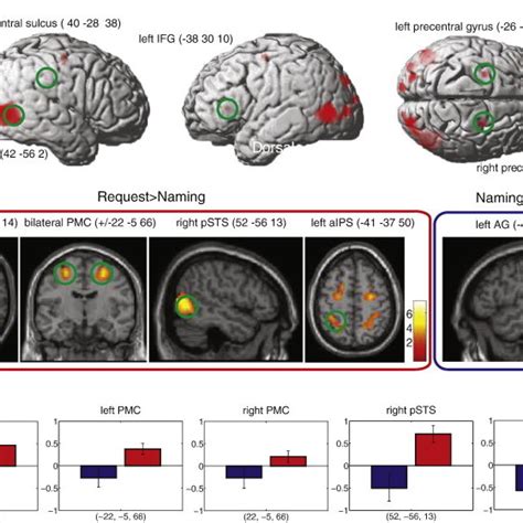 Main Results A Whole Brain Analysis Activation For The Contrasts