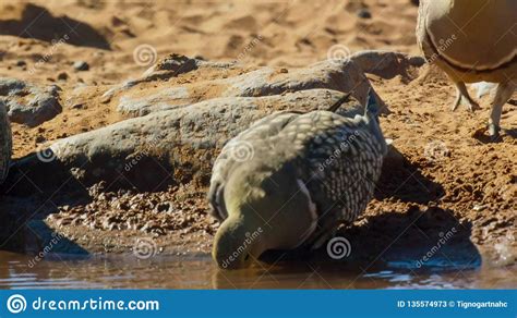 The Male Sandgrouse Snatches a Drink and Collect Water for His Chicks. Using Specially, Adapted ...