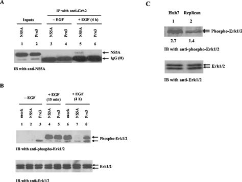 The C Terminal Proline Rich Sh Domain Binding Motif Of Ns A Is